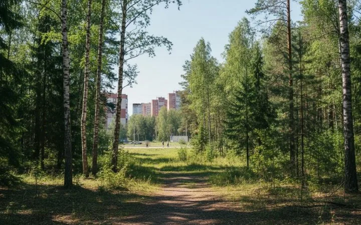 В Иркутске увеличена площадь городских лесов