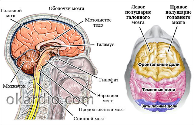 строение головного мозга